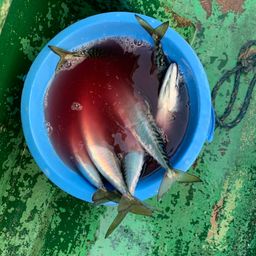 サバ