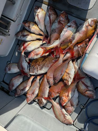タイの釣果
