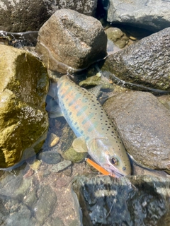 ヤマメの釣果