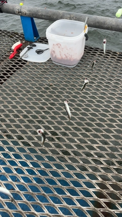 カタクチイワシの釣果