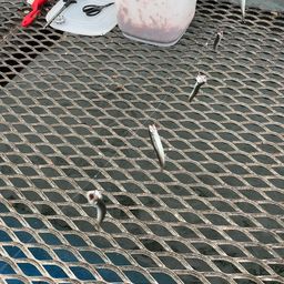 カタクチイワシ