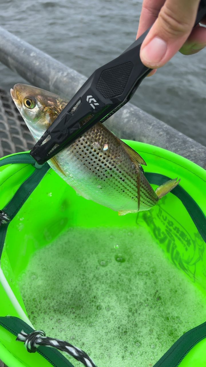 ダイワ　リバティクラブ　ショートスイング　10-330 Amazon | ダイワ(DAIWA) ロッド 21 リバティクラブ ショート