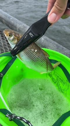 コノシロの釣果