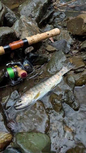 ヤマメの釣果