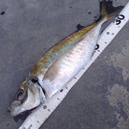 アジ