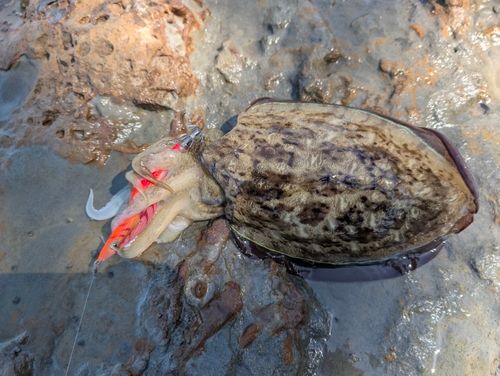 コウイカの釣果
