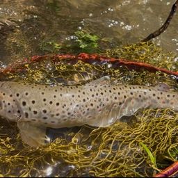 ブラウントラウト