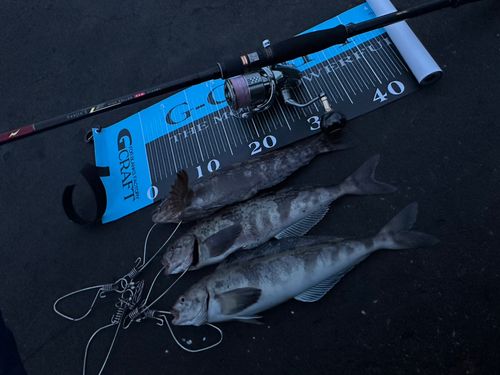 アイナメの釣果