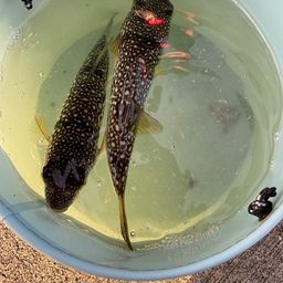 クサフグ