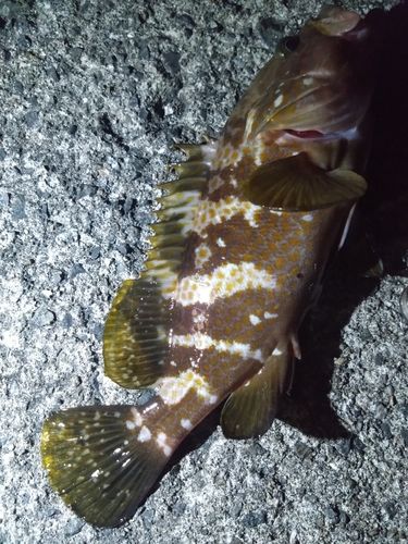 アコウの釣果