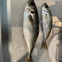 アジ