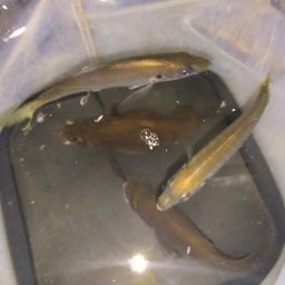 アジ