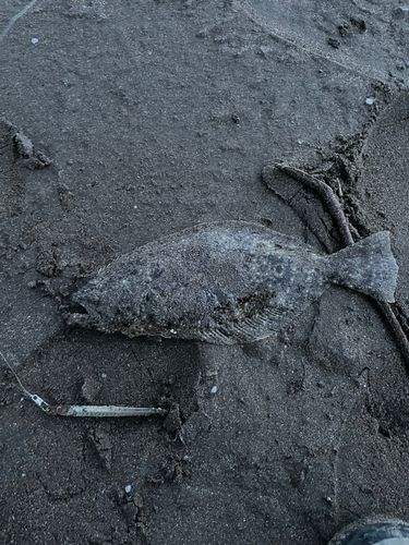 ソゲの釣果
