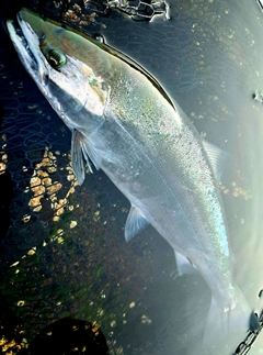 サクラマスの釣果