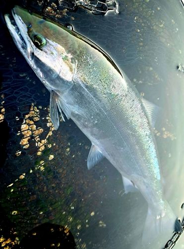 サクラマスの釣果