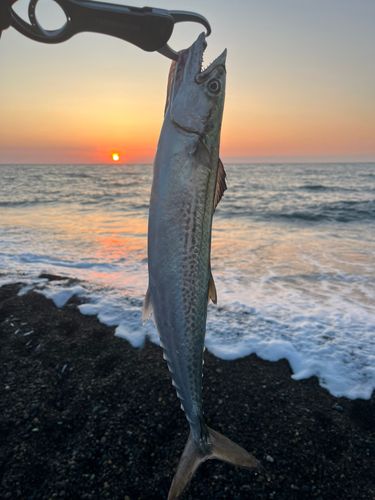 サゴシの釣果
