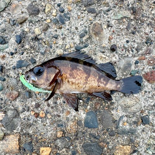 アカメバルの釣果