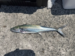 サゴシの釣果