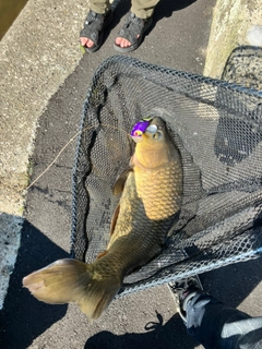 コイの釣果