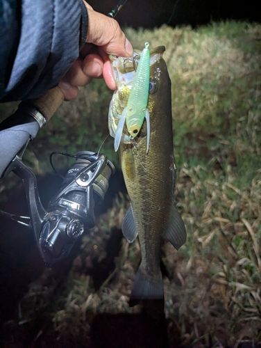 ラージマウスバスの釣果