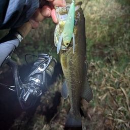 ラージマウスバス