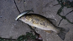 スモールマウスバスの釣果
