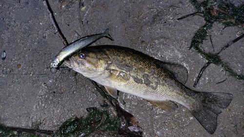 スモールマウスバスの釣果