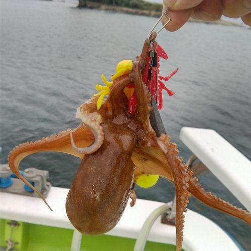 タコの釣果