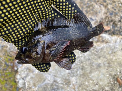 タケノコメバルの釣果