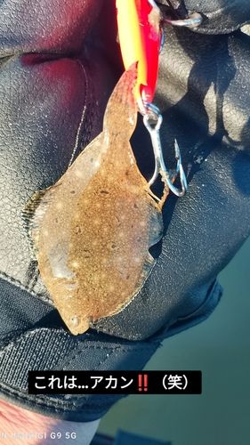 ヒラメの釣果