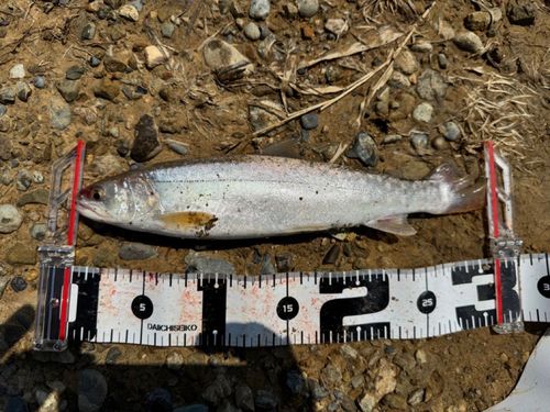 アメマスの釣果