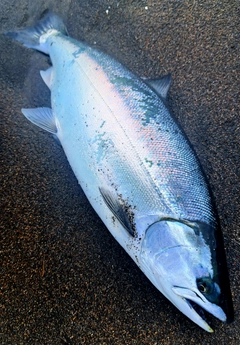 サクラマスの釣果