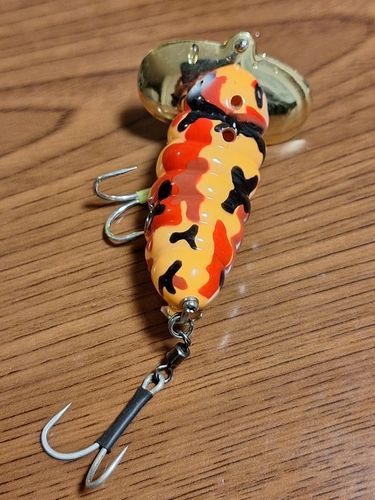 マナマズの釣果