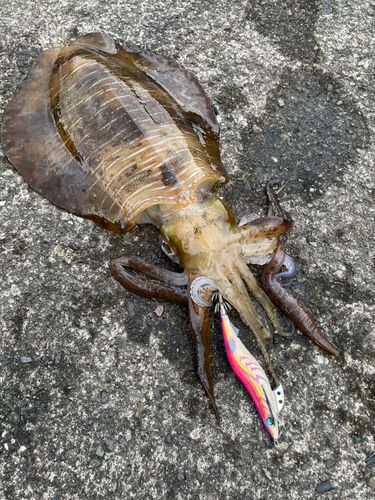 アオリイカの釣果