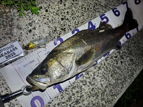 シーバスの釣果