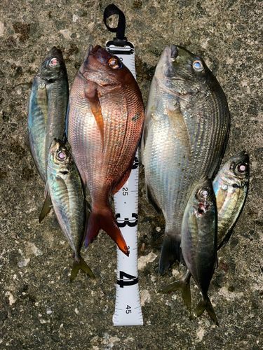 マダイの釣果