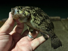 クロソイの釣果