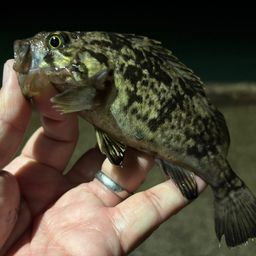 クロソイ