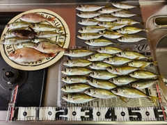 アジの釣果