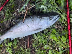 サクラマスの釣果