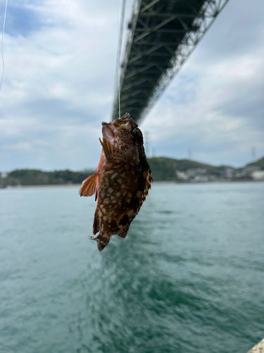 カサゴの釣果