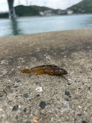アナハゼの釣果