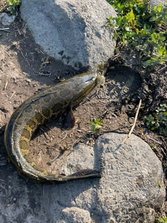 ライギョの釣果