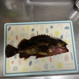 カサゴ