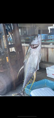 ビンチョウマグロの釣果