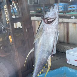 ビンチョウマグロ