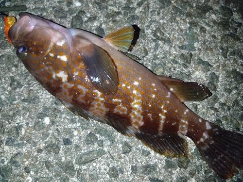 アコウの釣果
