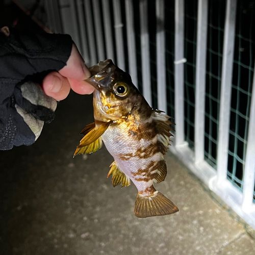 メバルの釣果