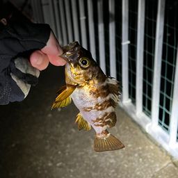 メバル