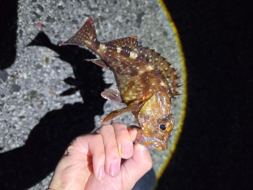 カサゴ